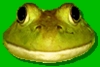 Suzanne's frog website!